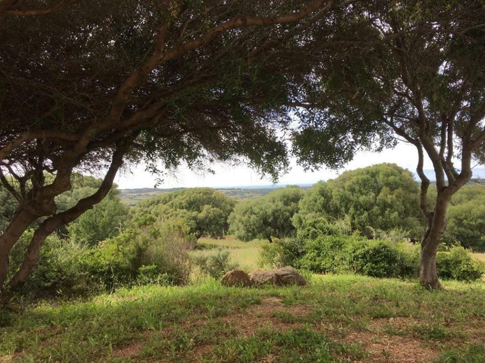 Gli Olivastri: Mediterranean Oasis with Pool and Sea View Aglientu Exterior photo